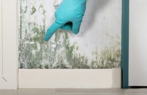 How Do You Know Molds Attack Your House?