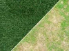 Native Turf Grasses Supporting Better Soil Stability During Seasonal Weather Changes