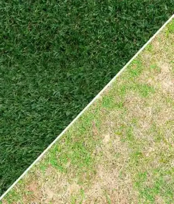 Native Turf Grasses Supporting Better Soil Stability During Seasonal Weather Changes
